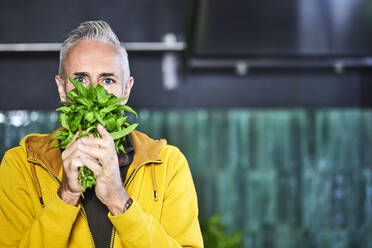 Mature man with gray hair smelling basil leaves - FMKF07758