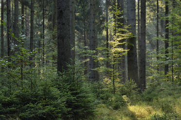 Green woodland in Saxon Switzerland National Park - RUEF03801