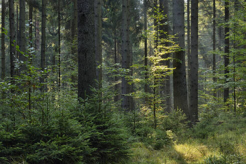 Grünes Waldgebiet im Nationalpark Sächsische Schweiz - RUEF03801