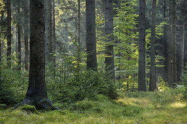 Grünes Waldgebiet im Nationalpark Sächsische Schweiz - RUEF03802