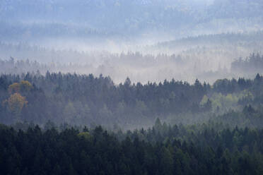 Nebelverhangener Wald im Elbsandsteingebirge - RUEF03803