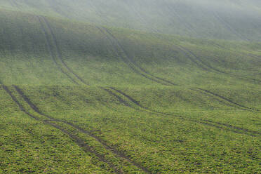 Tire tracks stretching across rolling field in early spring - RUEF03817