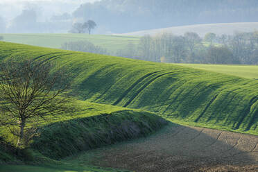 Rollendes Feld im Vorfrühling - RUEF03818