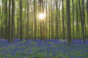 Blühende Blauglocken (Hyacinthoides non-scripta) im Wald mit der Sonne, die durch die Äste im Hintergrund scheint - RUEF03819