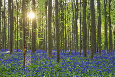 Blühende Blauglocken (Hyacinthoides non-scripta) im Wald mit der Sonne, die durch die Äste im Hintergrund scheint - RUEF03820