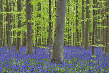 Blühende Blauglocken (Hyacinthoides non-scripta) im Buchenwald - RUEF03821