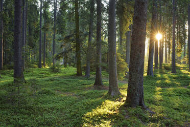 Green springtime forest at sunrise - RUEF03822