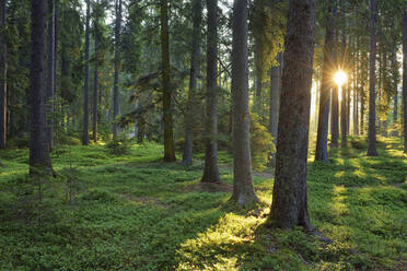 Grüner Frühlingswald bei Sonnenaufgang - RUEF03822