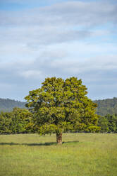 New Zealand, West Coast Region, Green meadow in Westland Tai Poutini National Park - RUEF03839