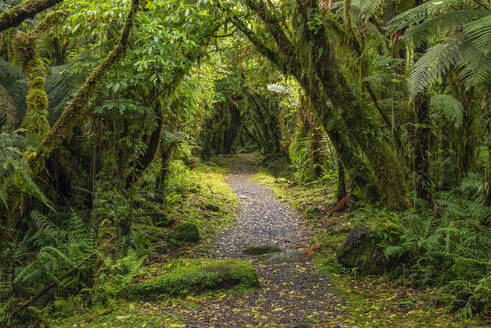 Wanderweg im grünen, üppigen gemäßigten Regenwald - RUEF03841