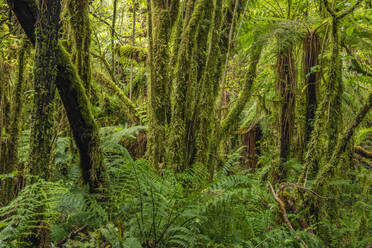 Moss-covered trees in green lush temperate rainforest - RUEF03842
