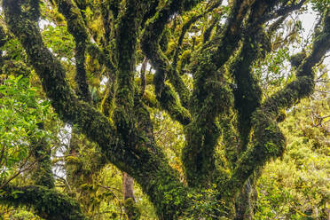 From below of tall trees covered with green moss growing in dark forest in  Tenerife stock photo