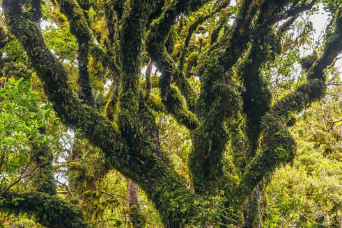 Grüne, moosbewachsene Bäume im Egmont Nationalpark - RUEF03847