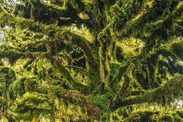 Green moss-covered trees in Egmont National Park - RUEF03848