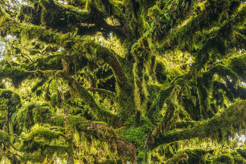 Grüne, moosbewachsene Bäume im Egmont Nationalpark - RUEF03848