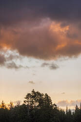 Wolken über Silhouetten von Waldbäumen in der Morgendämmerung - RUEF03849