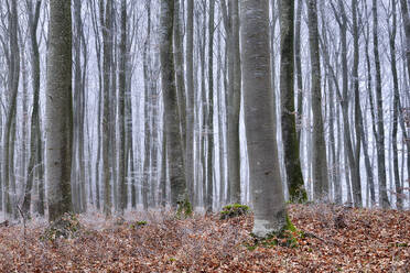 Forest trees on cold autumn day - RUEF03862