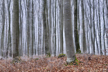 Waldbäume an einem kalten Herbsttag - RUEF03862