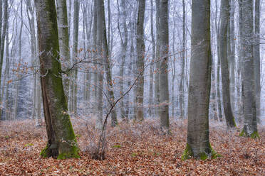 Waldbäume an einem kalten Herbsttag - RUEF03863