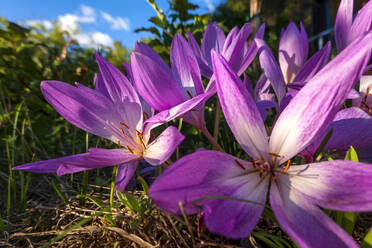 Köpfe von violett blühenden Herbstkrokussen - NDF01541