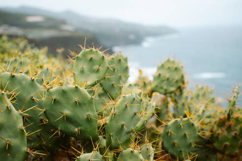 Weichzeichner von grünen Kakteen mit scharfen Nadeln, die auf einer Klippe am Meer auf der Insel La Palma in Spanien wachsen - ADSF39880