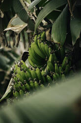 Ein Haufen unreifer Bananen wächst auf einer grünen Palme im Dschungel der Insel La Palma an einem Sommertag in Spanien - ADSF39882