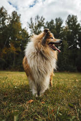 Cute collie dog standing on grass in park - IEF00186