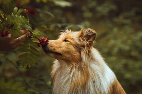 Collie-Hund riecht an Vogelbeeren auf einem Zweig - IEF00196