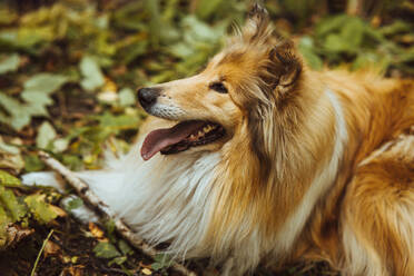 Collie-Hund im Gras liegend im Wald - IEF00197