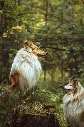 Collie dogs standing by tree stump in forest - IEF00198