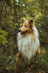 Collie dog standing in forest - IEF00199