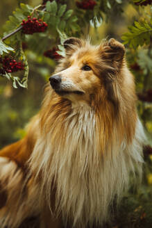 Collie-Hund am Vogelbeerzweig im Wald stehend - IEF00201
