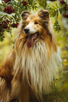 Niedlicher Collie-Hund mit langen Haaren im Wald stehend - IEF00203