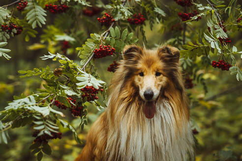 Niedlicher Collie-Hund vor Vogelbeerbaum im Wald stehend - IEF00205