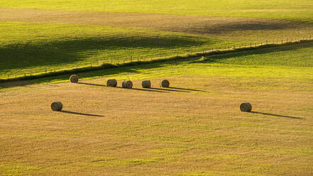 A field of round hay bales, short dry grass and a fence. - MINF16579