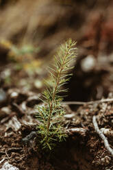 Nahaufnahme eines in einen Wald gepflanzten Kiefernsämlings zur Wiederherstellung eines abgebrannten Waldes. - JLPSF17425