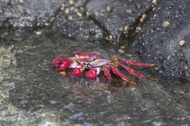 Red Rock Crab (Grapsus adscensionis) in shallow water - ZCF01096
