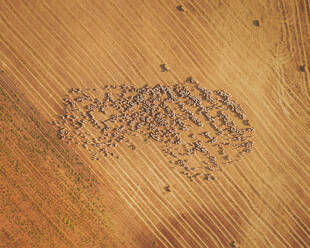 Luftaufnahme einer Schafherde, Bardenas Reales, Spanien. - AAEF16028