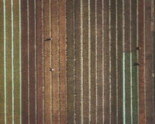 Aerial view of flower fields, Albenga, Italy. - AAEF16079