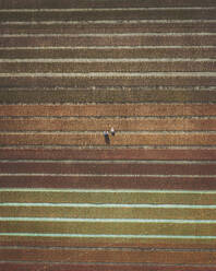 Aerial view of flower fields, Albenga, Italy. - AAEF16080