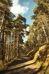 Empty forest road in morning - ACPF01500