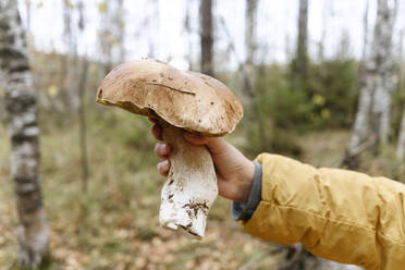 Hand eines Mädchens hält Steinpilz im Wald - EYAF02266