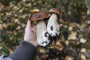 Die Hand einer älteren Frau hält einen Steinpilz - EYAF02268