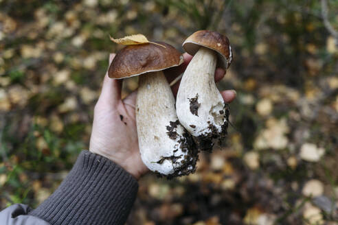 Hand of senior woman holding porcini mushroom - EYAF02268