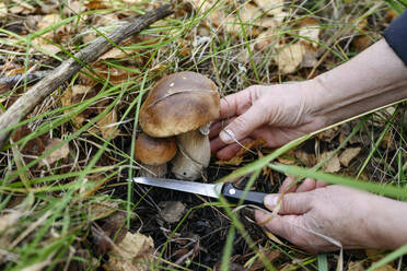 Hände einer älteren Frau beim Pilzesammeln im Wald - EYAF02269