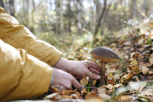 Hands of boy cutting mushroom in forest - EYAF02270