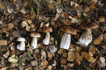 Porcini mushrooms on autumn leaves - EYAF02275