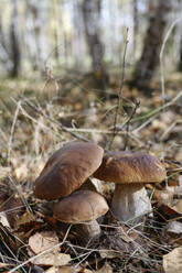 Frische Steinpilze aus dem Wald - EYAF02276