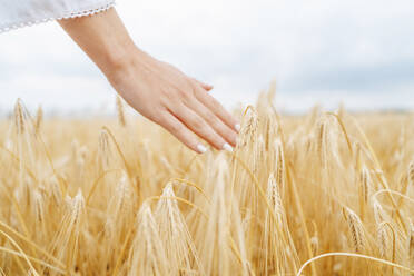 Die Hand einer Frau berührt die Weizenernte auf einem Feld - MDOF00142