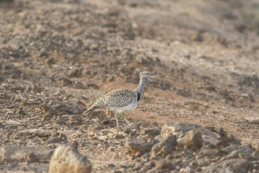 Kanarischer Haubentaucher (Chlamydotis undulata fuertaventurae) im Freiland stehend - ZCF01100